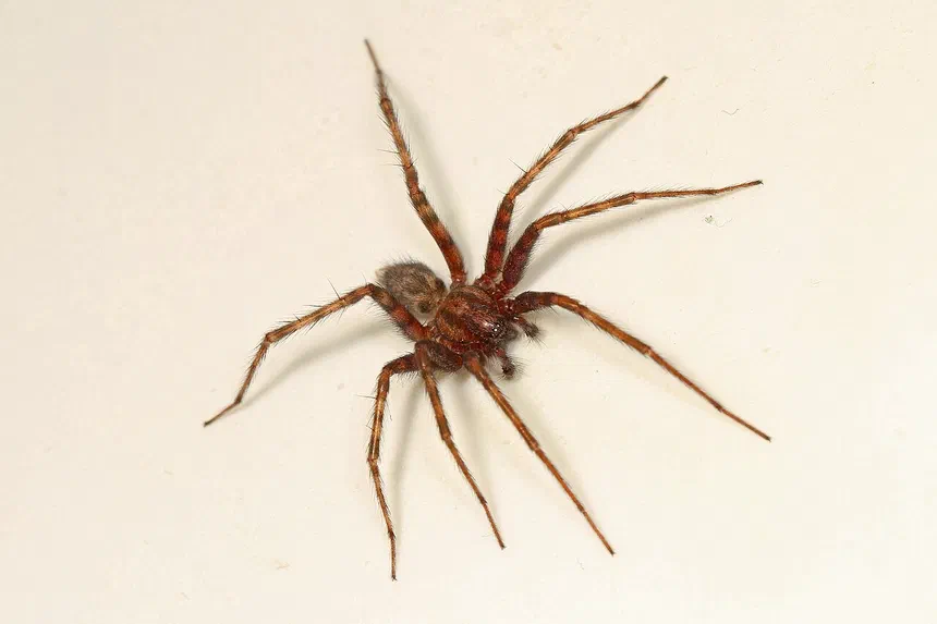 Domestic House Spider Facts & Information