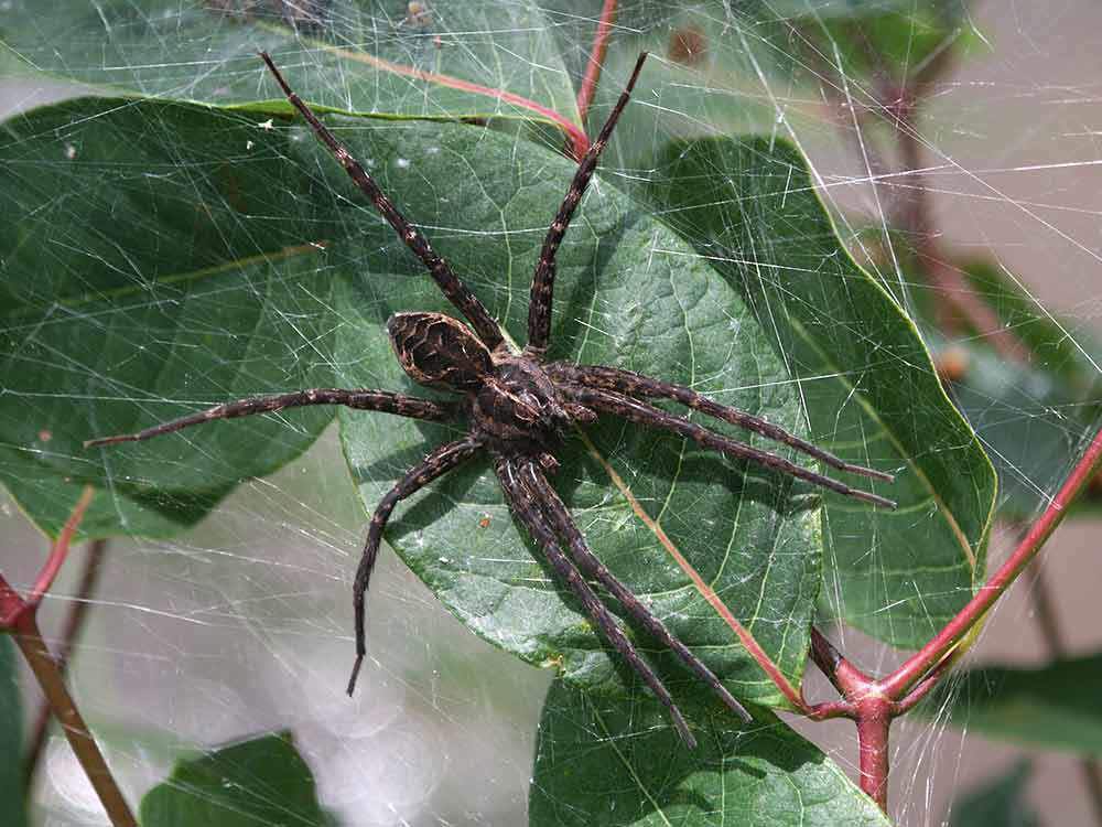 Fishing Spider Dolomedes