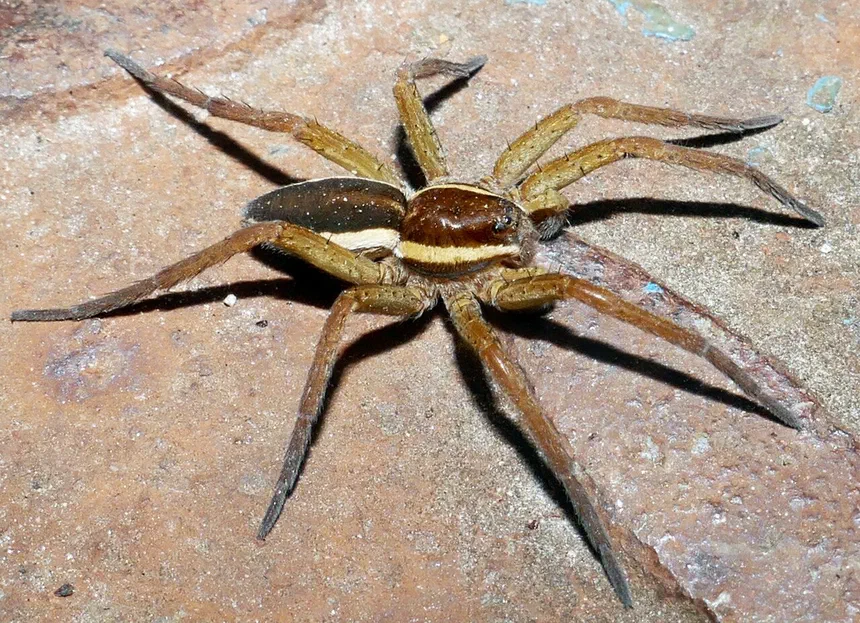 Fishing Spider