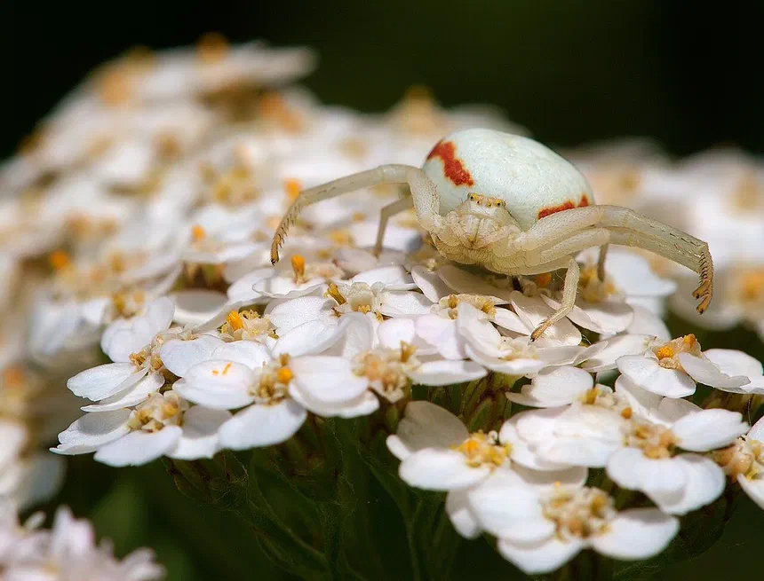 Flower Crab Spider Facts & Information