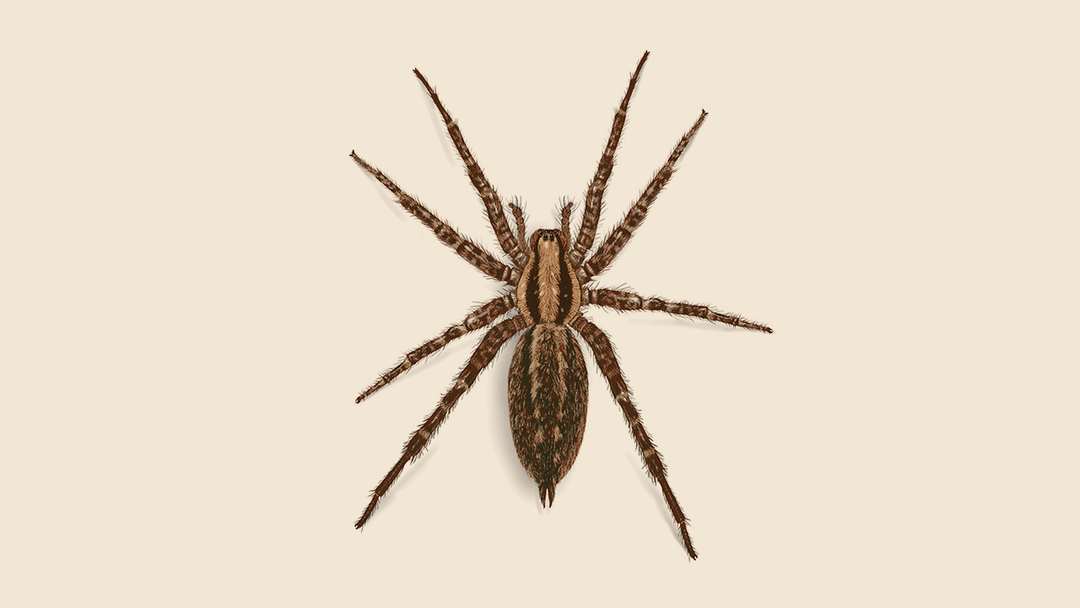 Funnelweb Spider Facts & Information