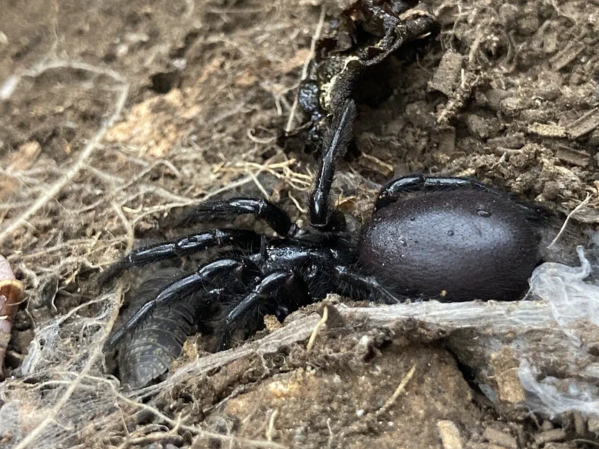 Funnelweb Spider Facts & Information