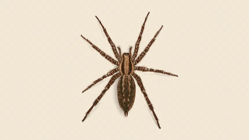 Funnelweb Spider Facts & Information
