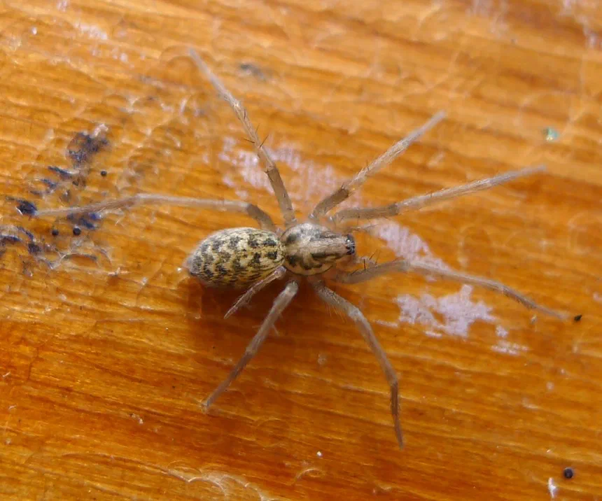 Giant House Spider Facts & Information