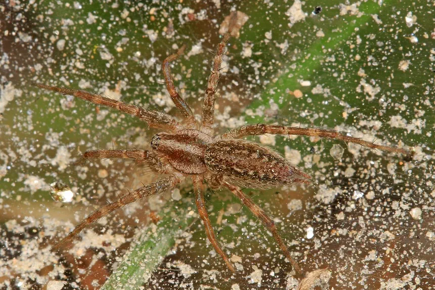 Grass Spider Facts & Information