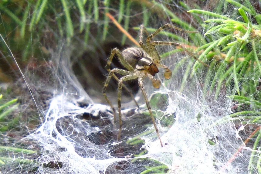 Grass Spider