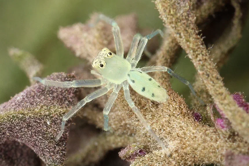 Green Jumping Spider Facts & Information