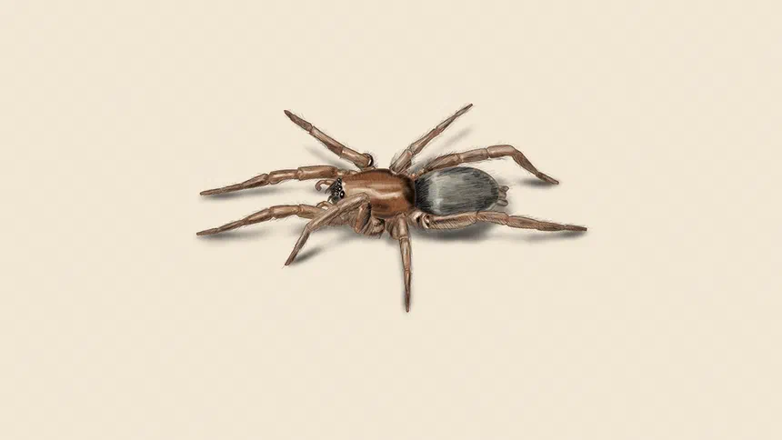 Ground Spider Facts & Information