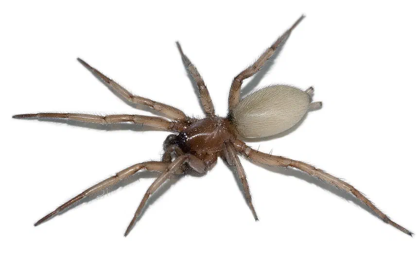 Ground Spider Facts & Information