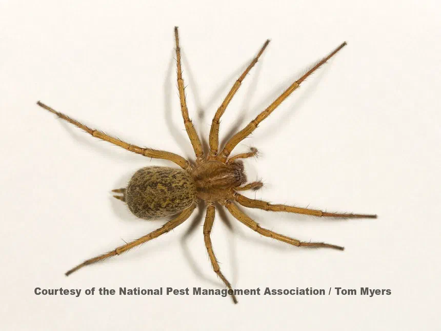 Hobo Spiders Tegenaria agrestis (Walckenaer)
