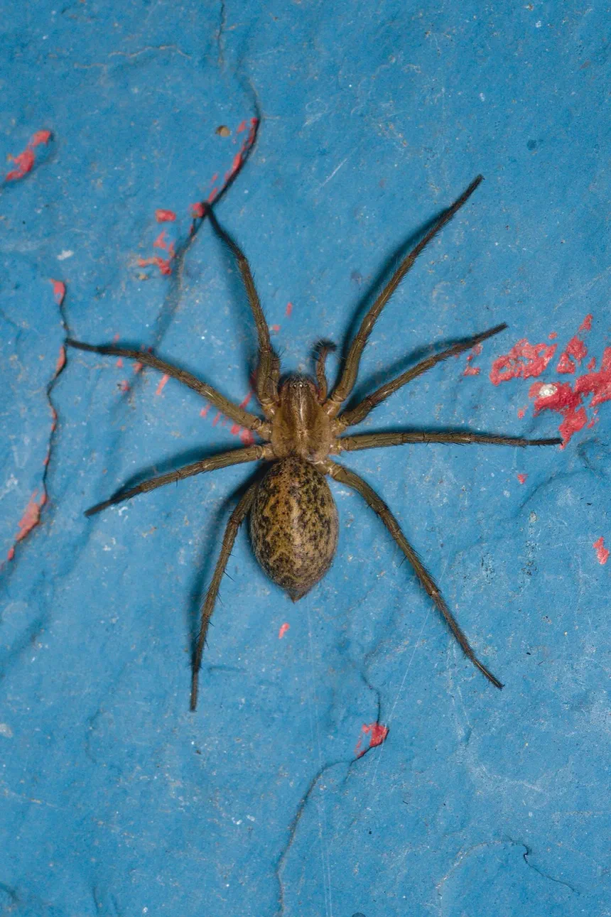 Hobo Spiders