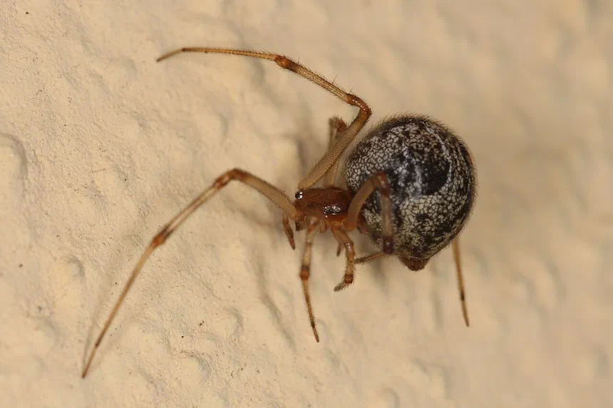 House Spiders