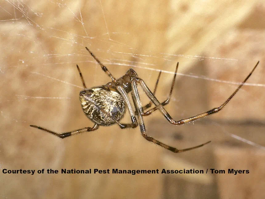 House Spiders