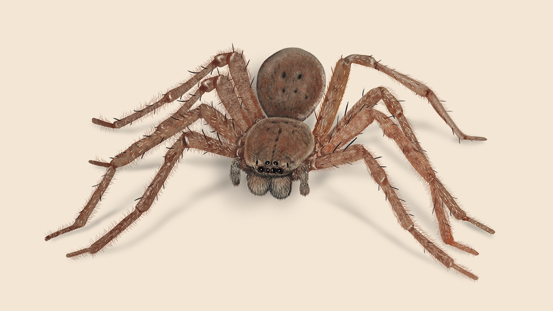 Huntsman Spider Facts & Information