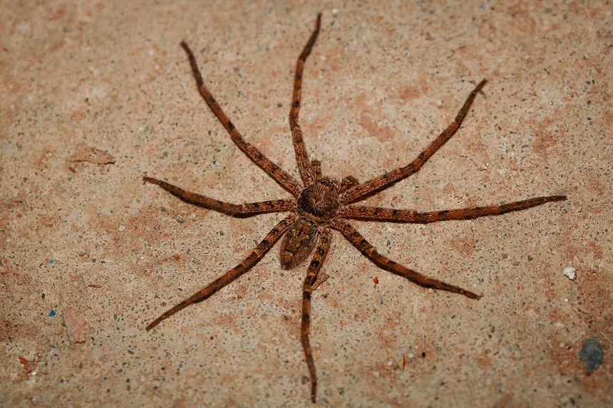 Huntsman Spider Facts & Information