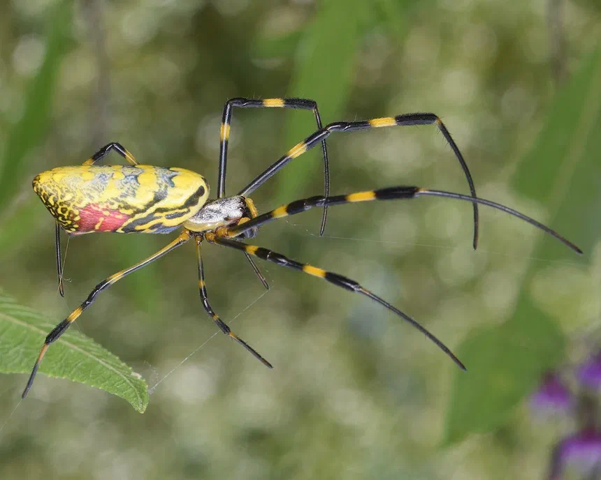 Joro Spiders