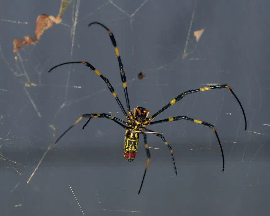 Joro Spiders