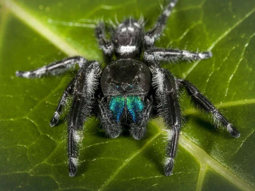 Jumping Spiders Salticidae