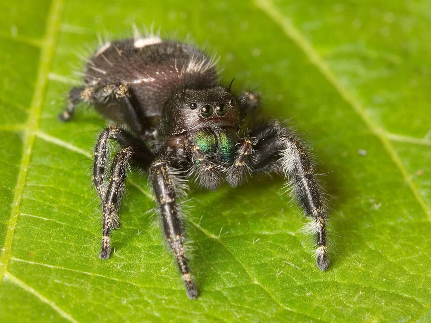 Jumping Spiders