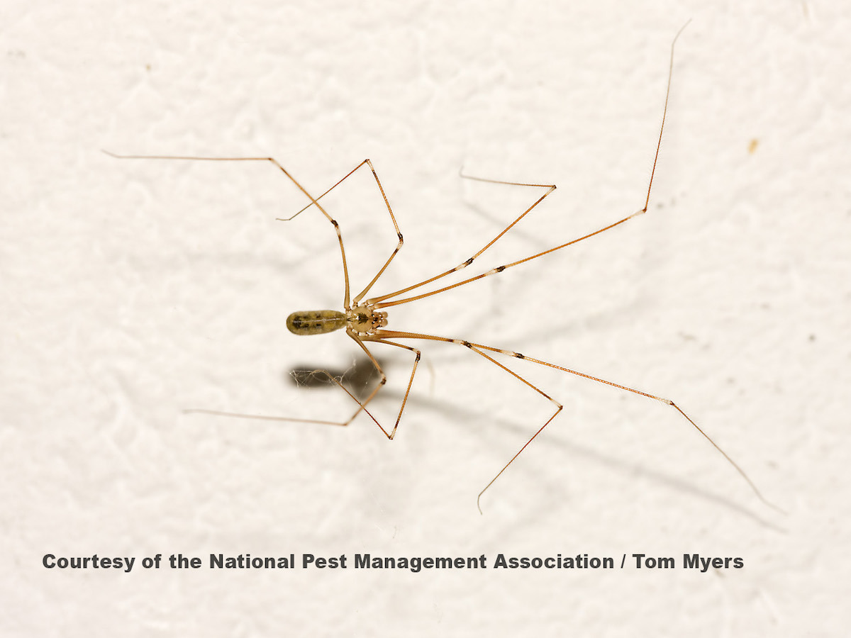 Long-bodied Cellar Spiders