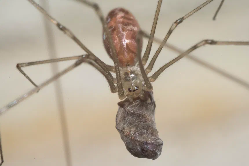 Long-bodied Cellar Spiders