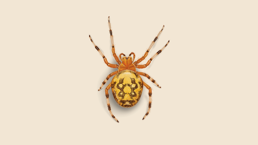 Orange Garden Spider Facts & Information
