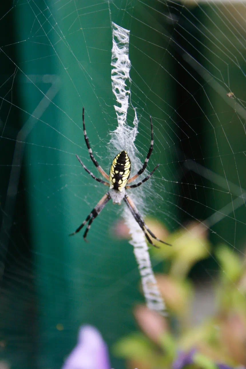 Orange Garden Spider Facts & Information