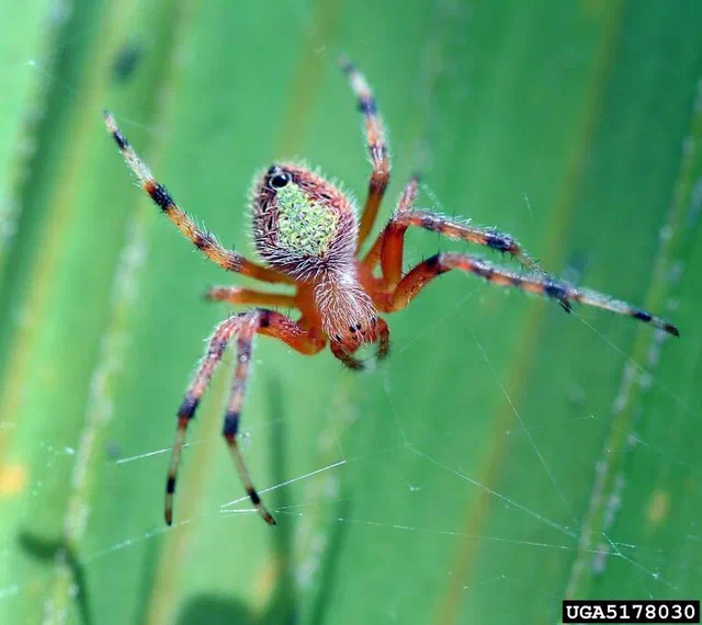 Orb Weaver Spiders Araneidae