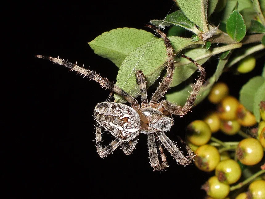 Orb Weaver Spiders