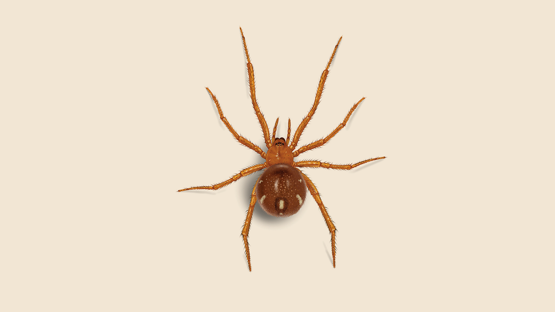 Red House Spider Facts & Information