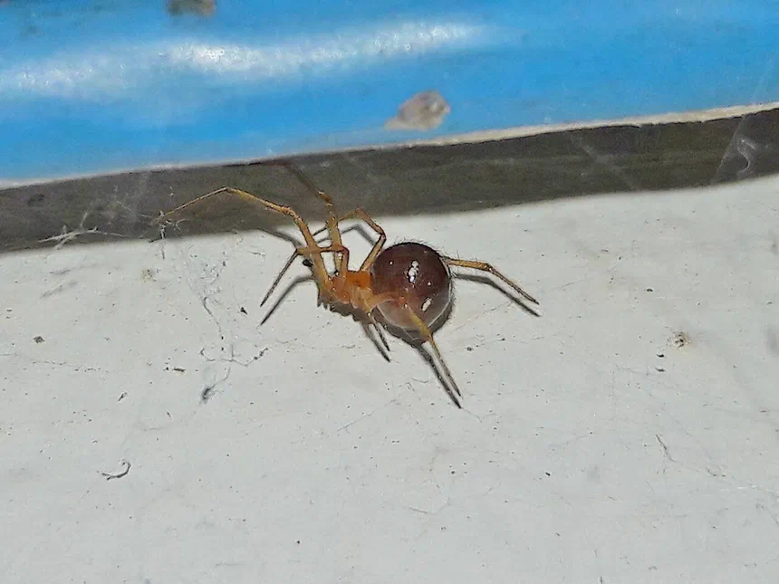 Red House Spider Facts & Information
