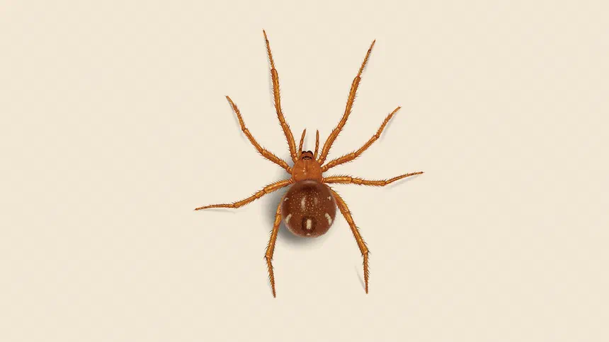 Red House Spider Facts & Information