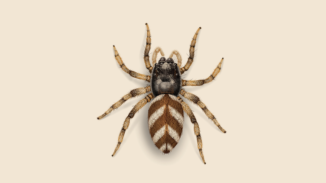 Small Jumping Spider Facts & Information