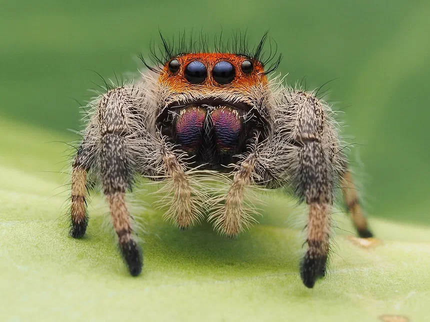 Small Jumping Spider Facts & Information