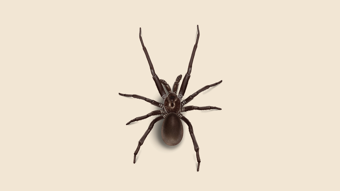 Southern House Spider Facts & Information