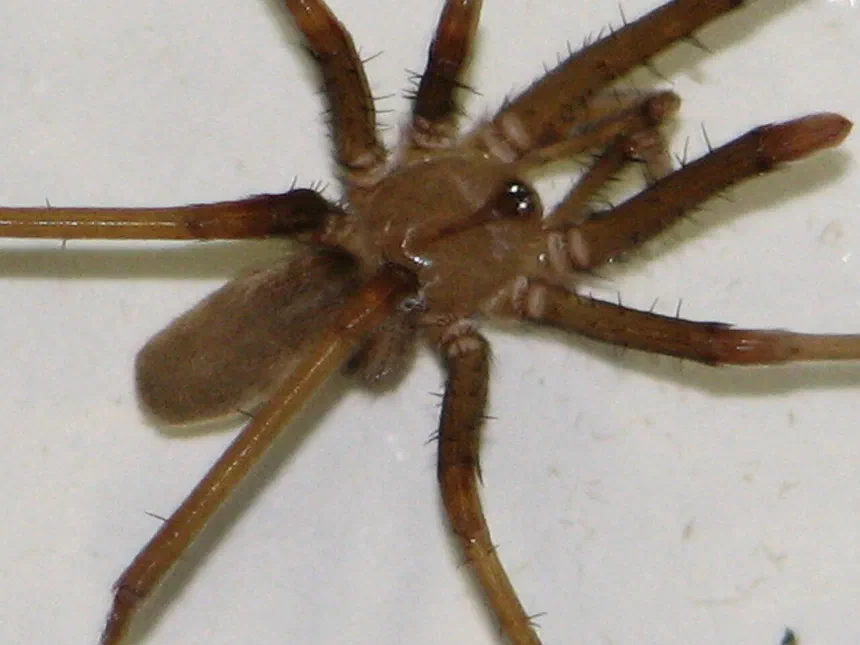 Southern House Spider Facts & Information