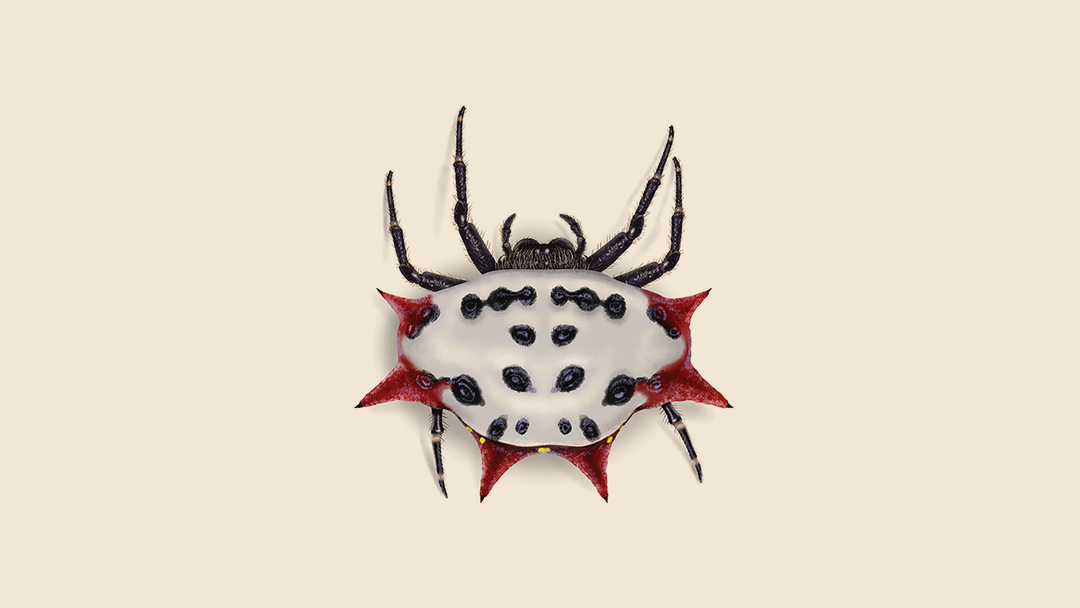 Spinybacked Orb Weaver Spider Facts & Information