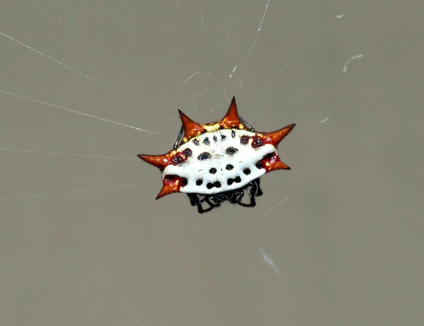 Spinybacked Orb Weaver Spider Facts & Information