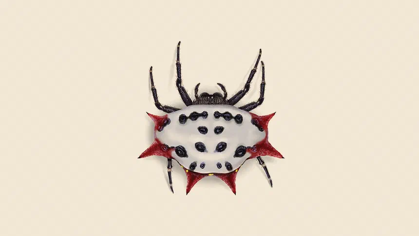Spinybacked Orb Weaver Spider Facts & Information