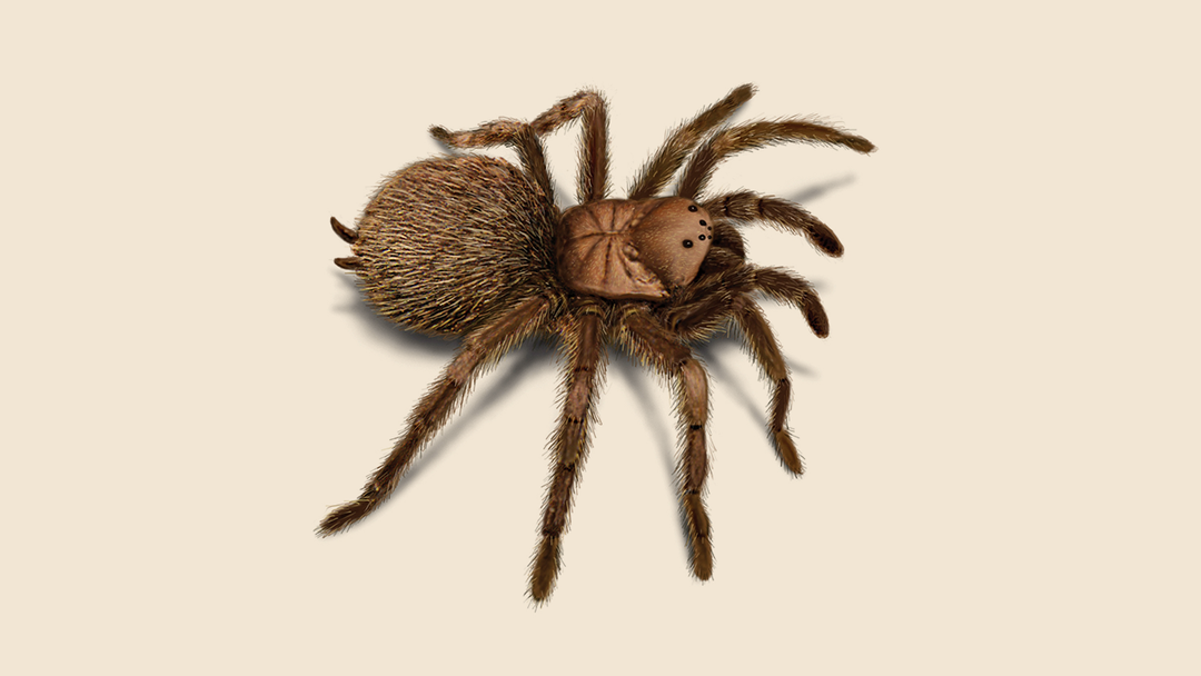 Tarantula Facts & Information