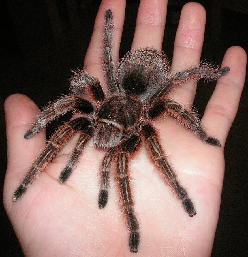 Tarantula Facts & Information