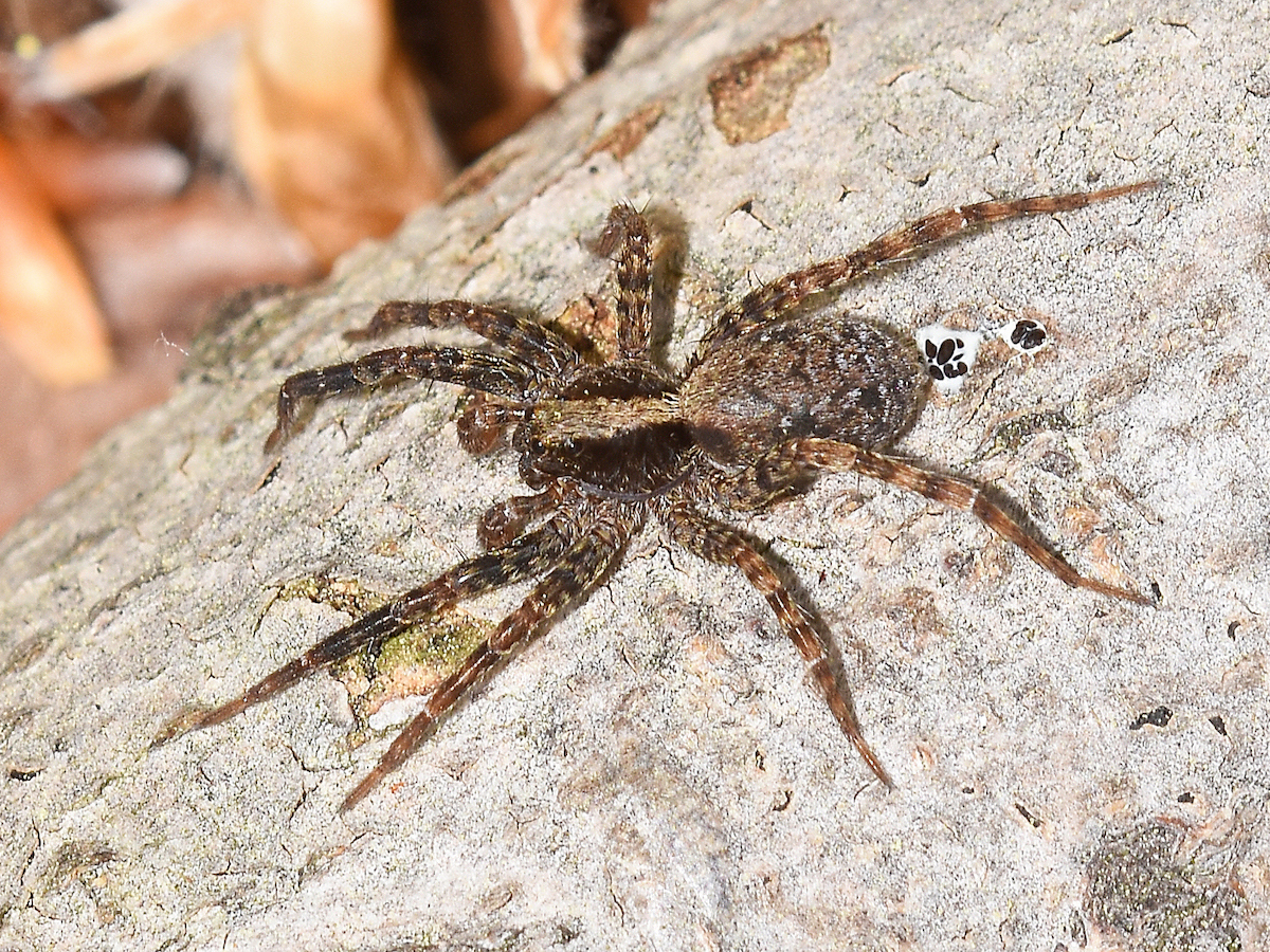 Wolf Spiders Lycosa