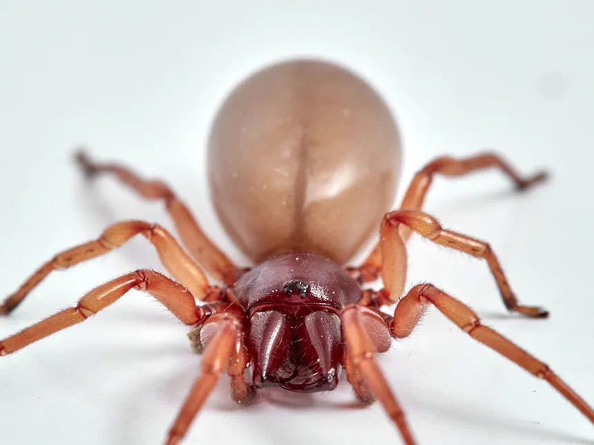 Woodlouse Spider Dolomedes