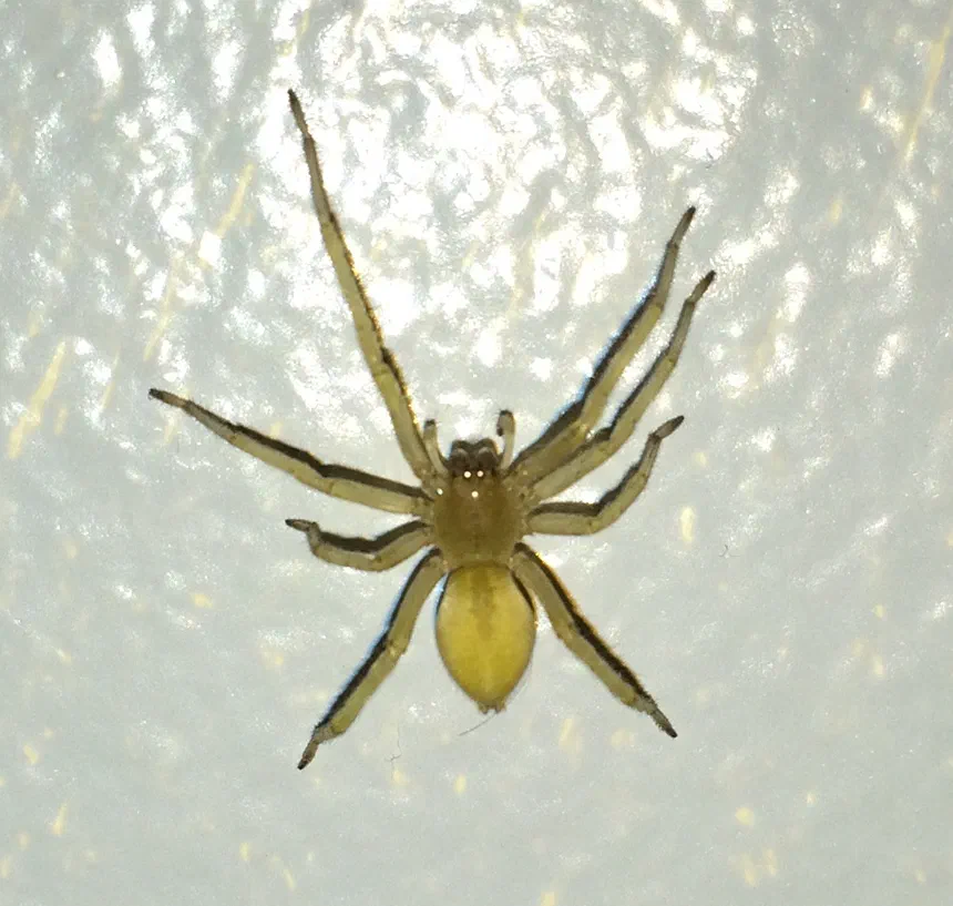 Yellow Sac Spider Facts & Information