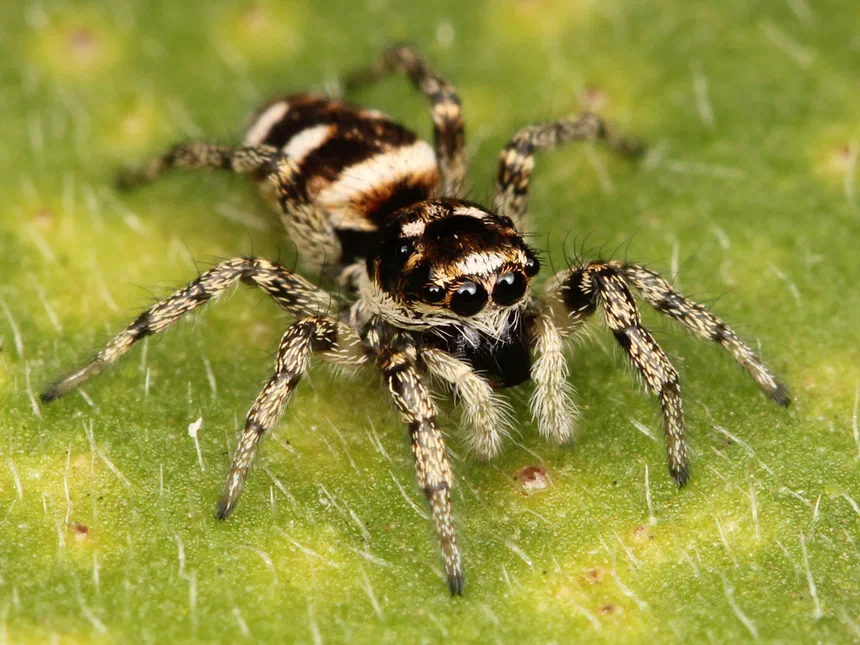 Zebra Jumping Spider Facts & Information