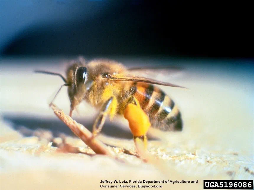 Africanized (""Killer"") Bees Apis mellifera scutellata