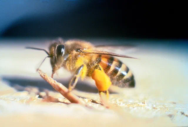 Stinging Insects