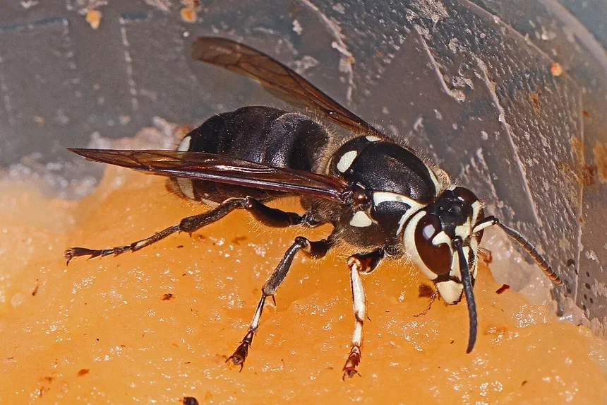 Bald-faced Hornets