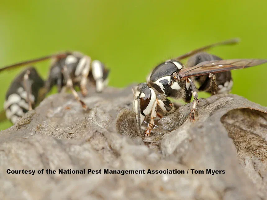 Bald-faced Hornets