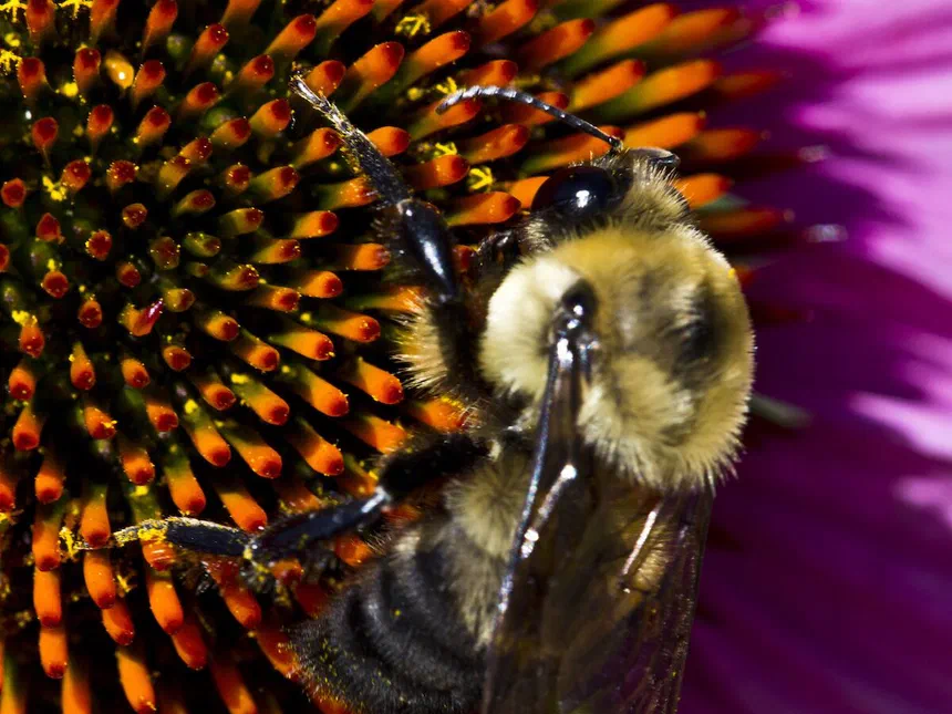 Bumble Bees Subfamily bombinae; bombus species